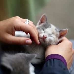 Cuddling Kitten