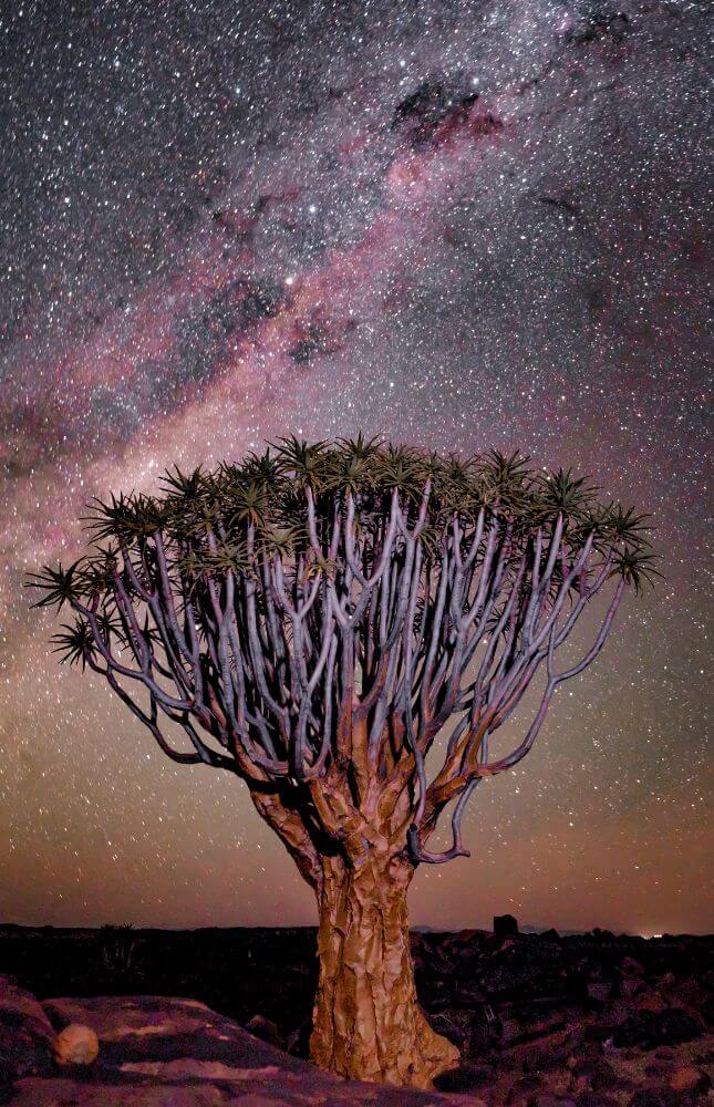 A Desert Tree