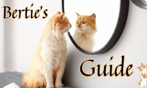 Cat looking into a mirror - Bertie's Guide written on image