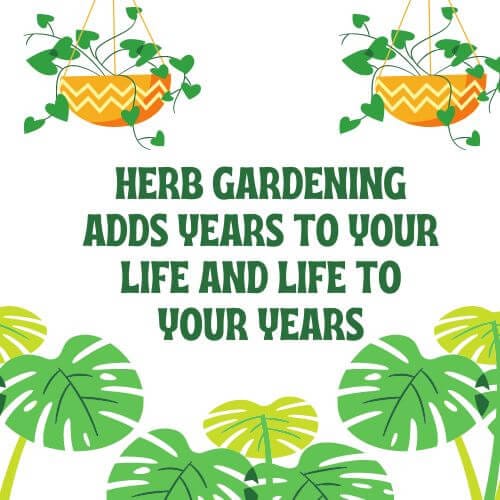 Saying: "Herb Gardening adds years to your life and life to your years."