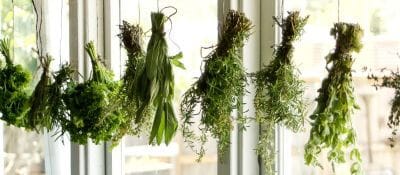 Herbs bundled and hung up for drying.