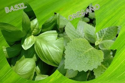 Two images showing basil and oregano leaves.