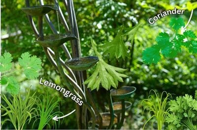 Image showing lemongrass and coriander in an herb garden