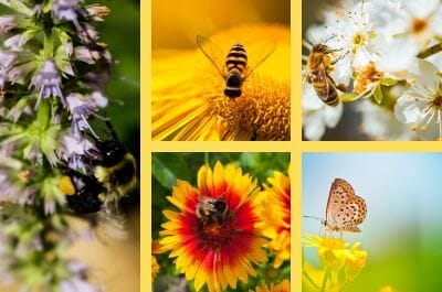 Various bees and butterflies on flowers.