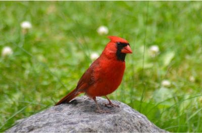 Perky cardinal perched on a rock