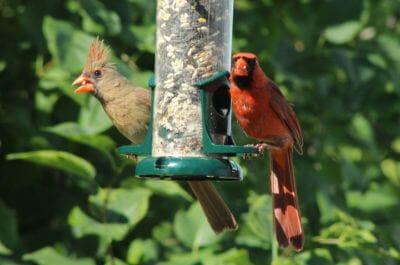 Male and female cardinals at feeding station