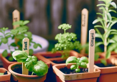 Herb Garden Adventures: Plant & Grow with Me!