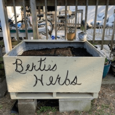Raised bed box for herbs marked "Bertie's Herbs"