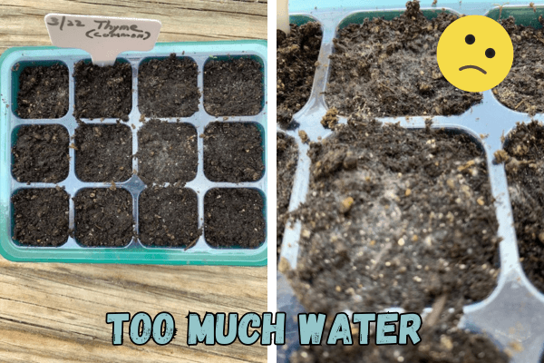 Images showing molded seed trays from over-watering trays.