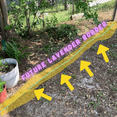 Image showing future lavender hedge in backyard