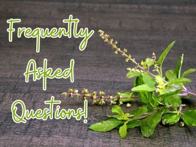 Image with Frequently Asked Questions beside sprigs of basil