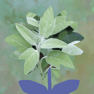 Common/garden sage plant
