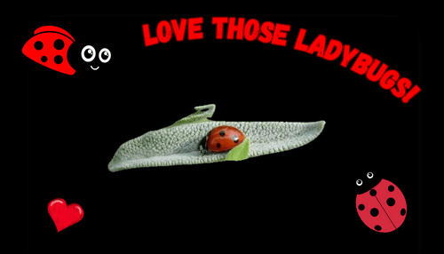 Love Those Ladybugs! - ladybugs on black background
