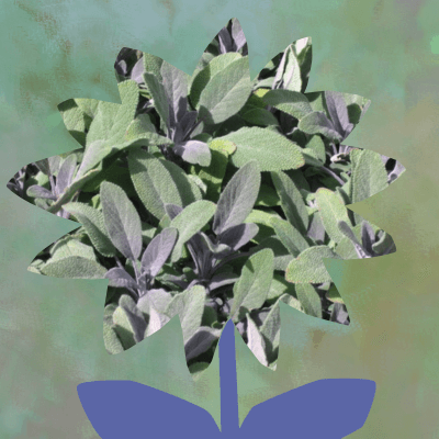 Purple sage plant