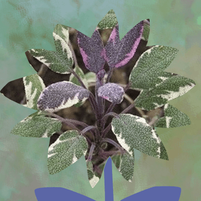 Tricolor sage plant